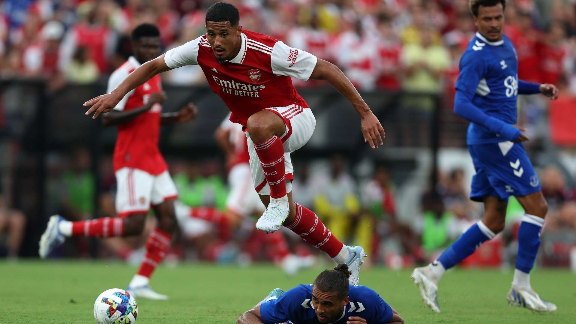 夏洛特黄蜂 夏洛特黄蜂